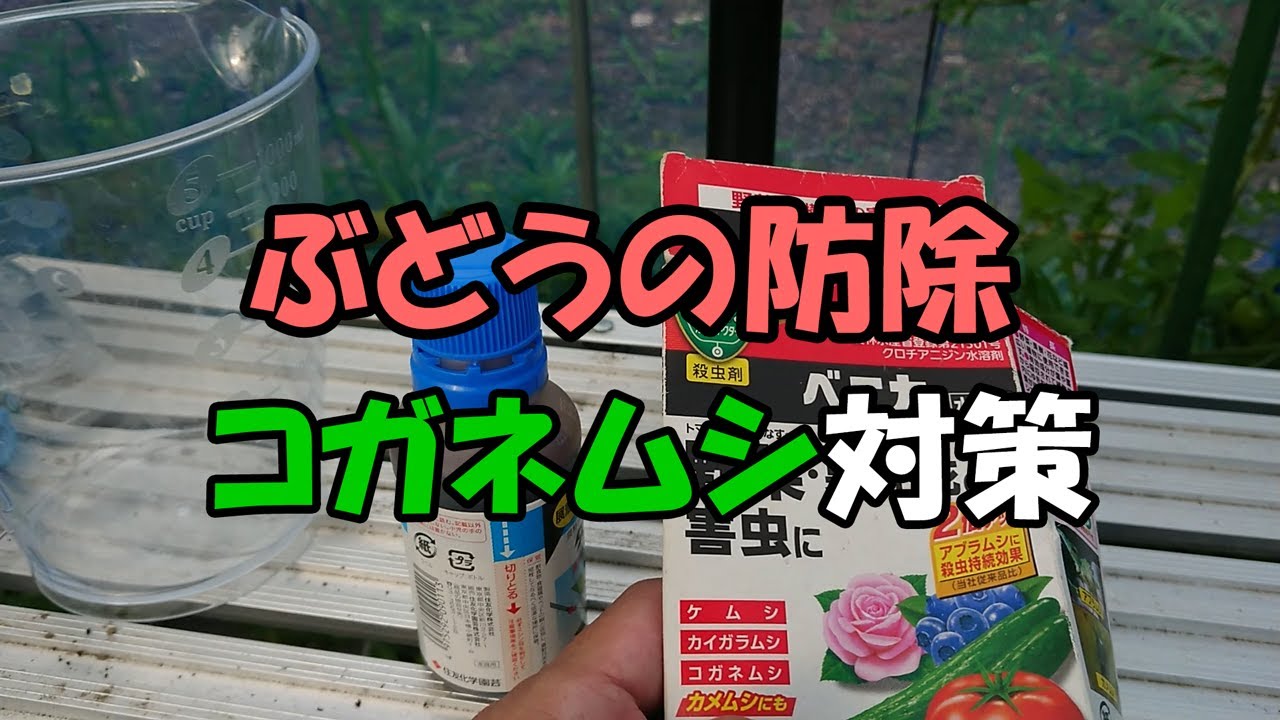 ぶどうの防除　コガネムシ対策の殺虫剤を散布