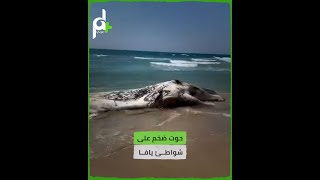 حوت ضخم تقذفه أمواج البحر على شاطئ بحر مدينة يافا