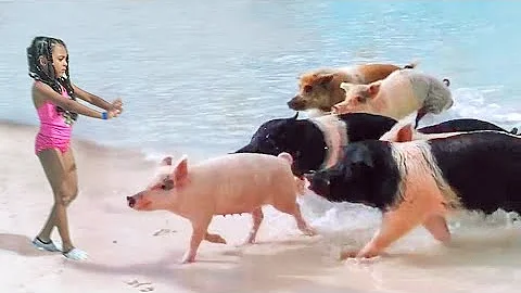 The Island Animals Attacked!