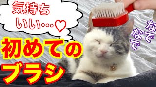 【猫動画】子猫が初めてのブラッシング　ブラシ　家猫 生活63日目　野良猫が幸せになるまでの動画＃111　Funny cats Kitten brushing for the first time