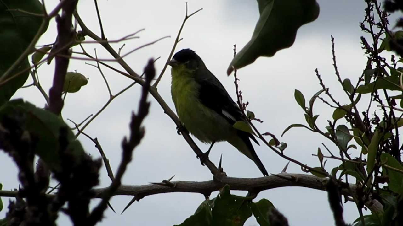 Singing Lesser Goldfinch 