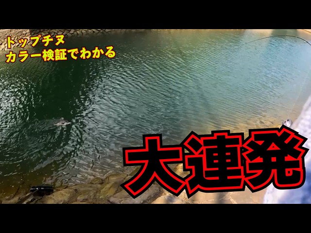 嘘だろ？チニング超攻略！釣れるカラー、釣れないカラーを検証！爆釣