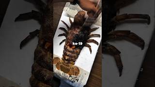 Teknik Unik Nelayan Jepang Di Abad 19 😲🐟