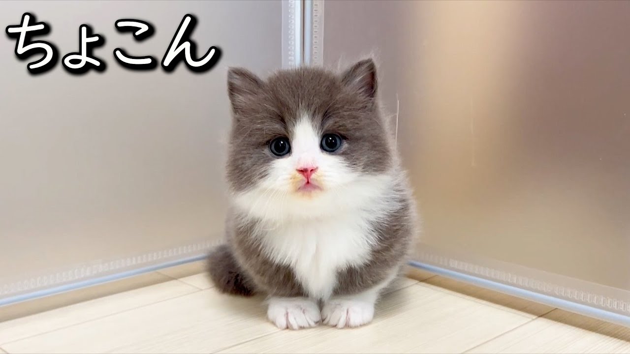 マンチカンの子猫】ちょこん座りの子猫最強説の件 ∼猫のいる生活Vol