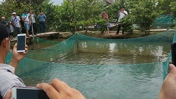 Cá lóc bay - khu du lịch Cồn Sơn Cần Thơ