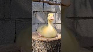 #kaz #kazcivcivi #keşfet #köy #keşfetteyiz