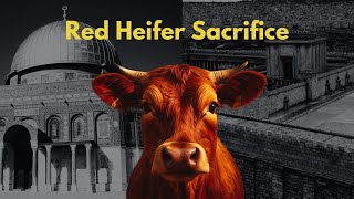 Sacrificing Red Heifer To Replace Al Aqsa (Red Heifer Update 2024)