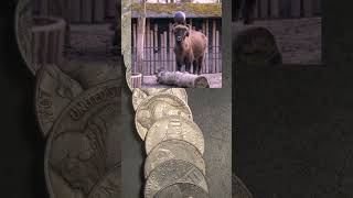 92 Year Old Semi Rare Nickel Find! #nickelhunt #buffalonickel