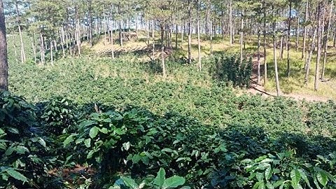 Cần bán đất thôn Đa Thọ xã Xuân Thọ, Tp. Đà Lạt. Tổng diện tích 1,5ha giá 2,5 tỉ có thương .