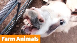 Funniest Farm Animals | Funny Pet Videos