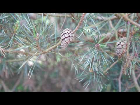 Educational videos on nature (Scots Pine - Cones - May 2017)