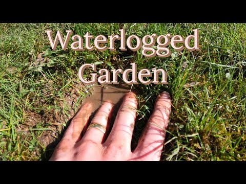 Video: Är vattendränkt bra för gräs?