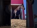 Letting the big horses out after a morning of work! #equine #percheronhorse #percheron #farm #horse