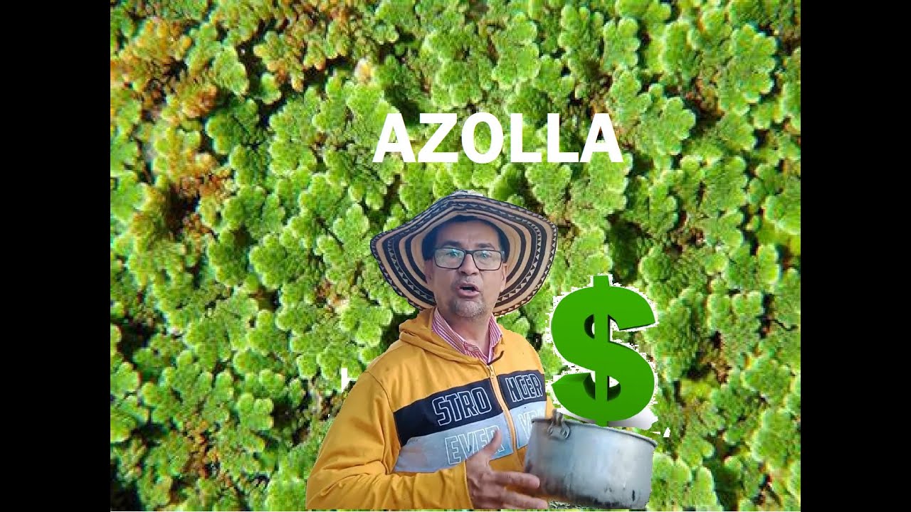 ALIMENTO PARA LAS TILAPIAS (AZOLLA ANABAENA) YouTube