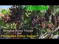 [Bongkar Rahasia Dapur] Resep Manjur Bikin Berbuah Pohon Anggur