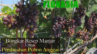 [Bongkar Rahasia Dapur] Resep Manjur Bikin Berbuah Pohon Anggur