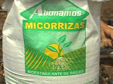 Micorrizas Envos A Todo Colombia Tienda Online Sembramos Micorrizas Envos A Todo Colombia Tienda Online Sembramos