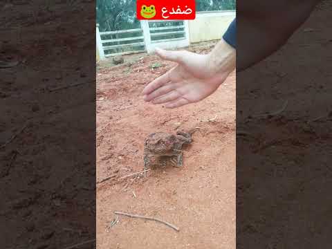 وجدت ضفدع كبير ميت المغرب