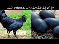 7 Most Unique Bird Eggs In The World | TOP X TV