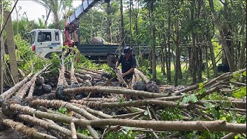 CÁCH PHÂN BIỆT  CÂY GIÁNG HƯƠNG CHO GỖ QUÝ VÀ CÂY GIÁNG HƯƠNG TRỒNG CÔNG TRÌNH- Phần 1