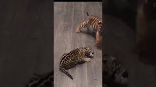 tiger and jaguar