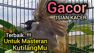 Suara Burung Kutilang Gacor isian Kacer tak ada lawan Untuk Masteran KutilangMu! 