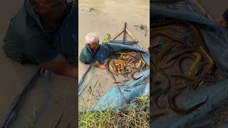 Trapping giant eel fish with primitive survival skills