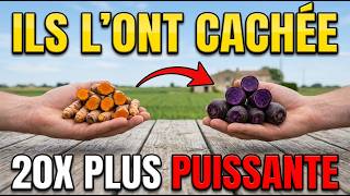 20x Better Than Turmeric — The Industry Has Done Everything To Hide This Root From You