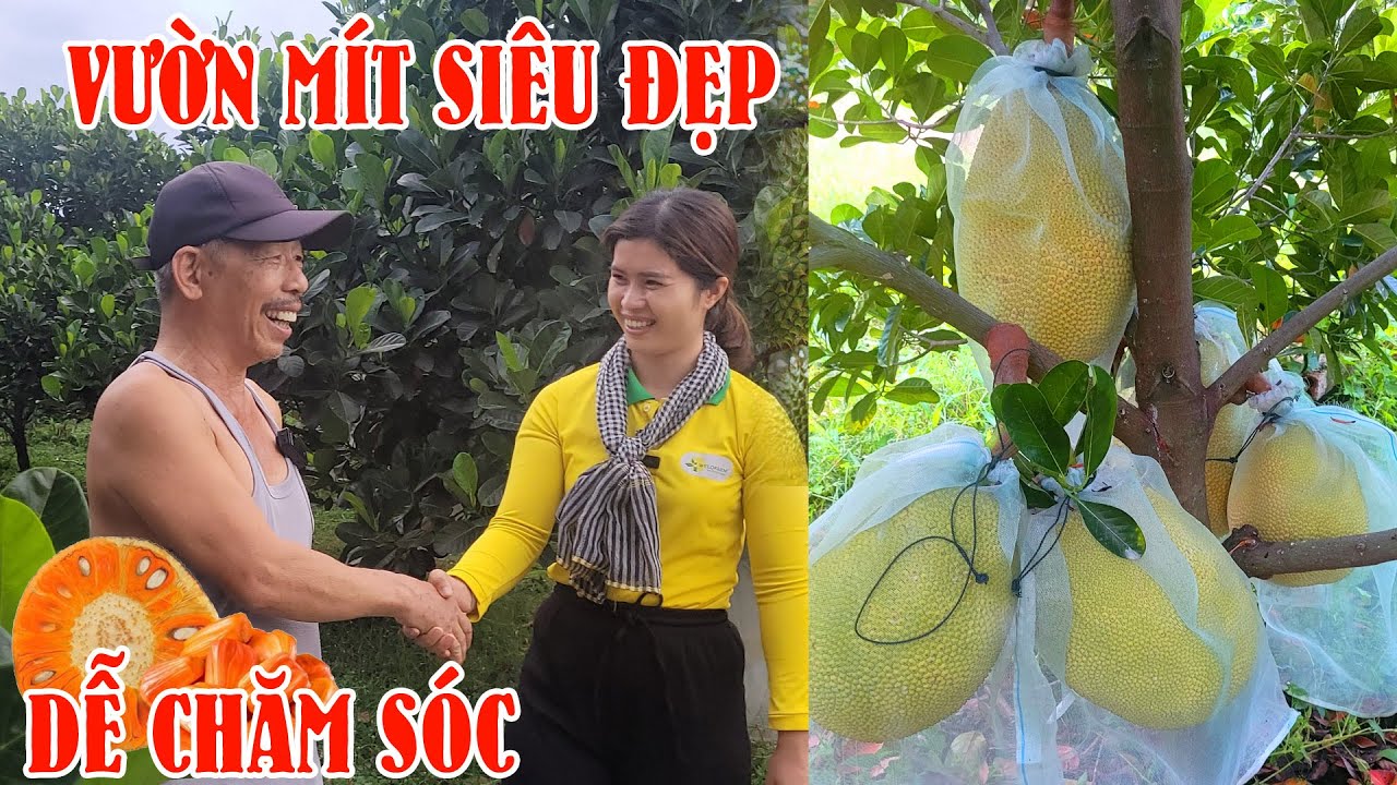 Mít ruột đỏ xơ vàng siêu sớm - kinh tế cao -vườn thực tế | SIÊU THỊ CÂY GIỐNG WELOFARM