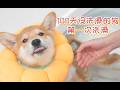 Puppy's First Bath: 100 Days Old and Never Bathed!