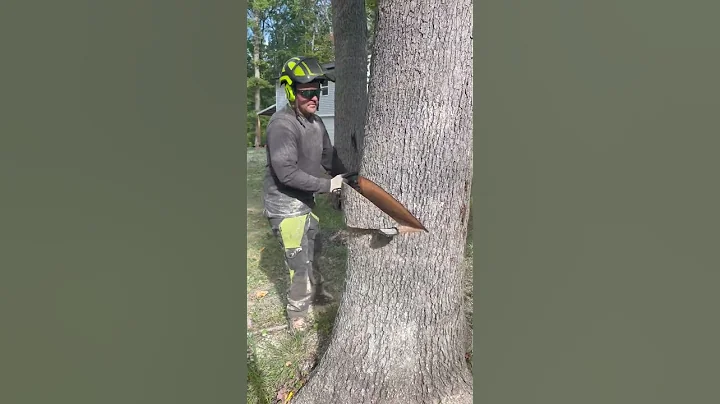 D-RAIL Dropping A White Oak Tree With MS500i STIHL #treelife #notchemandwatchem #treedog #treework