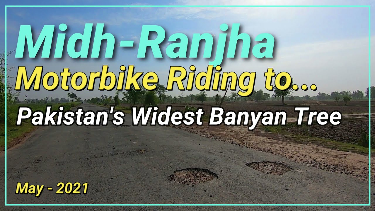 The largest Banyan (برگد) Tree of Pakistan | Midh Ranjha | Punjab ...