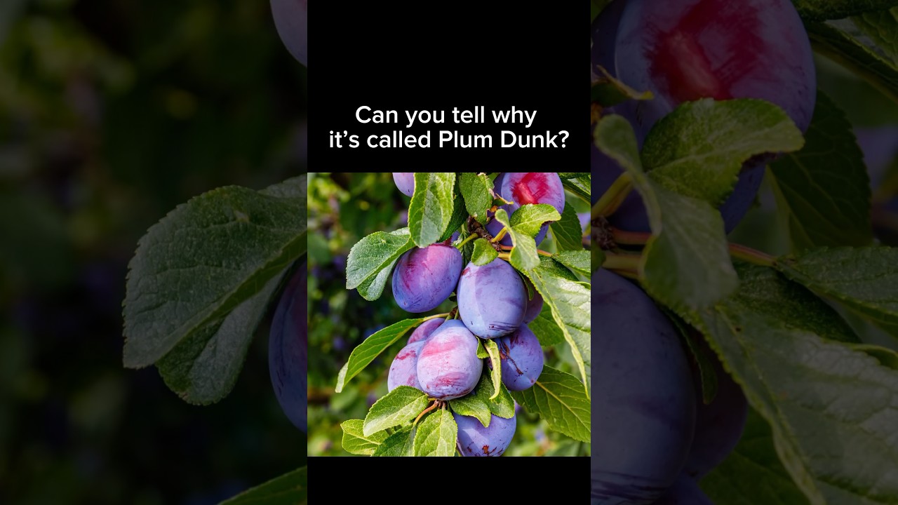 Why is it called Plum Dunk? 