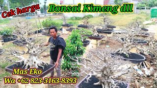 Download Lagu Cek harga bonsai kimeng dll Mas Eko WA +62 823-3163-8393 MP3 Download Lagu Cek harga bonsai kimeng dll Mas Eko WA +62 823-3163-8393 MP3