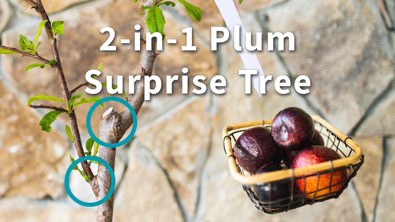 YouTube Video Banner of 2-in-1 Plum Surprise Tree