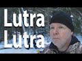 Lutra lutra