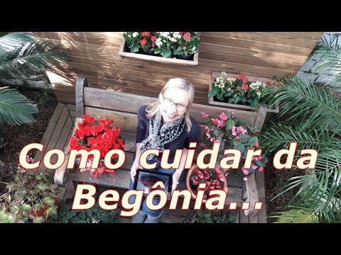 Vídeo: Com Cuidar La Begònia