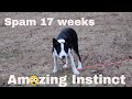 Border Collie Puppy Herding Sheep For The First Time – SPAM 17 weeks