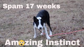 Border Collie Puppy Herding Sheep For The First Time – SPAM 17 weeks