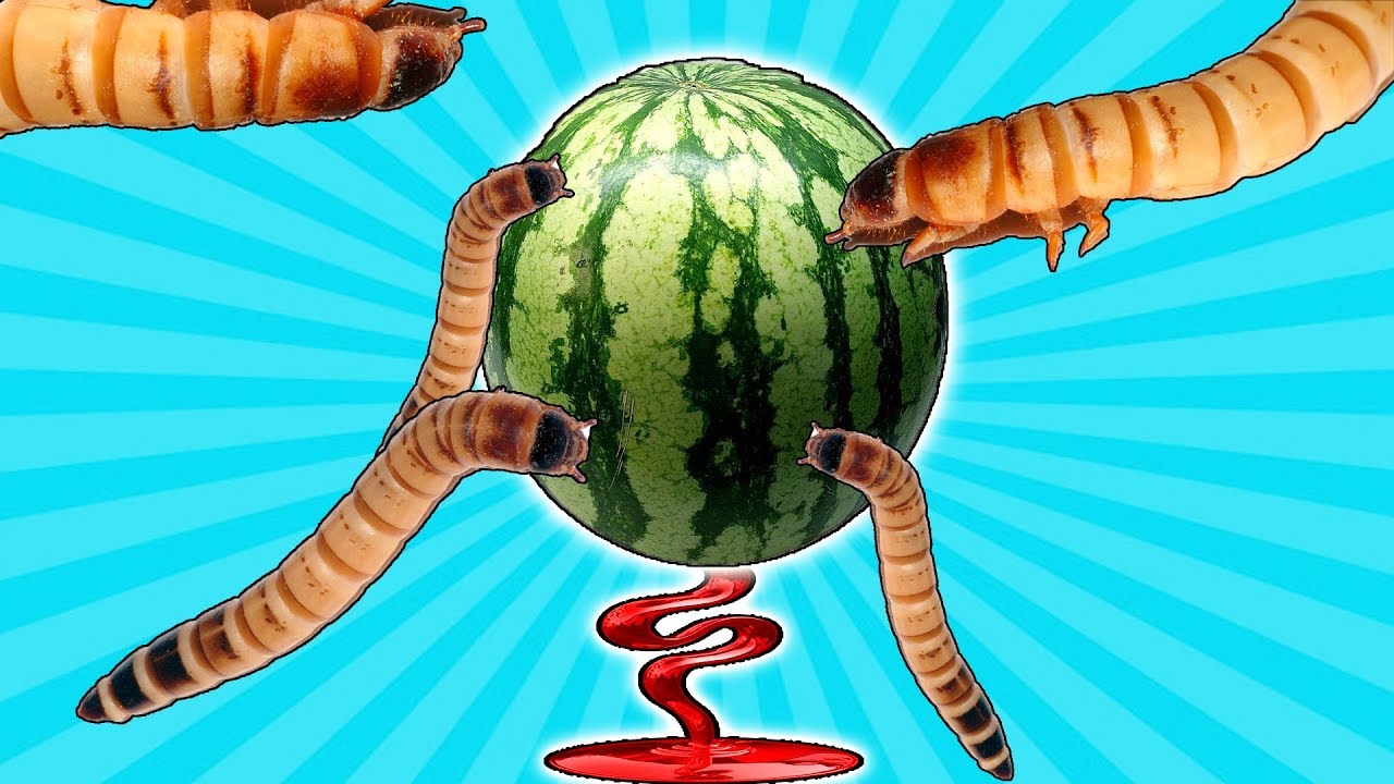 😱MONSTER WÜRMER sind da! - Wie viel Melone essen Sie in 24 Stunden 🍈?