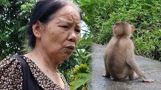 Monkey Lambo suddenly entered the forest, making Grandma worried