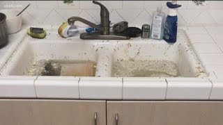 SDSU Student: Housing conditions 'disgusting'