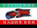 Что Происходит - КОГДА ПОЕЛ СЛАДКОЕ - смотреть всем!