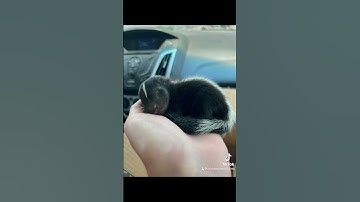 Predator proofing is essential. #chickens #shortsfeed #raisingchickens #coop #predators