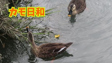 池の留鳥たち Resident birds in the pond