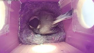 From Empty Nest to First Eggs!  Chickadees Egg Hatching in Nest Box | ChirpCam  The Birdhouse Camera
