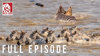 Migration Trap Zebras Fight To Survive In Crocodile River Full Episode Nature Animal Documentary