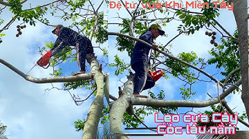 A Sang đệ tử vua Khỉ Miền Tây leo Cưa Cây Cóc khủng lâu năm tại Mỹ Lợi Cái Bè Tiền Giang