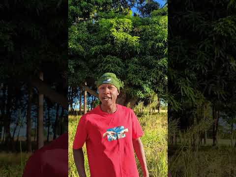 Funny Comedy Trendingvideo Cheife Goldlavu Amefikiwa Huyujamaa Awachana Makavu Freemason Live Apa