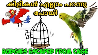 Budgies escaping cage, Fly away birds | കൂട് തുറന്നു കിളികൾ പറന്നു പോയി #budgies #aviary #flying